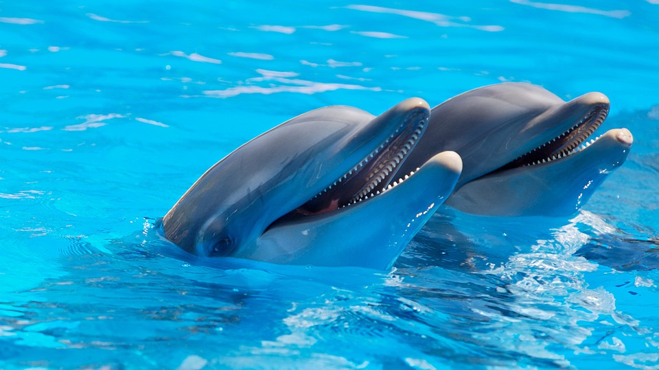 Schwimmen mit Delphinen als Geschenke für Werdende